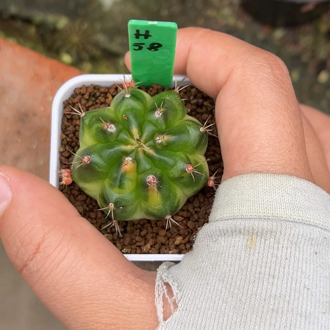 只**见泰系侧芽米哈锦H58