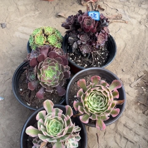 085多肉植物组合，