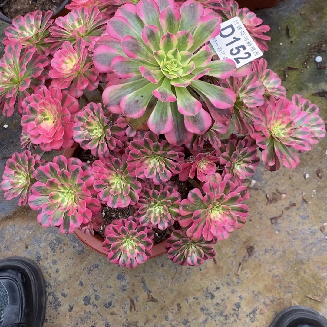 152祝融妖桩福利一