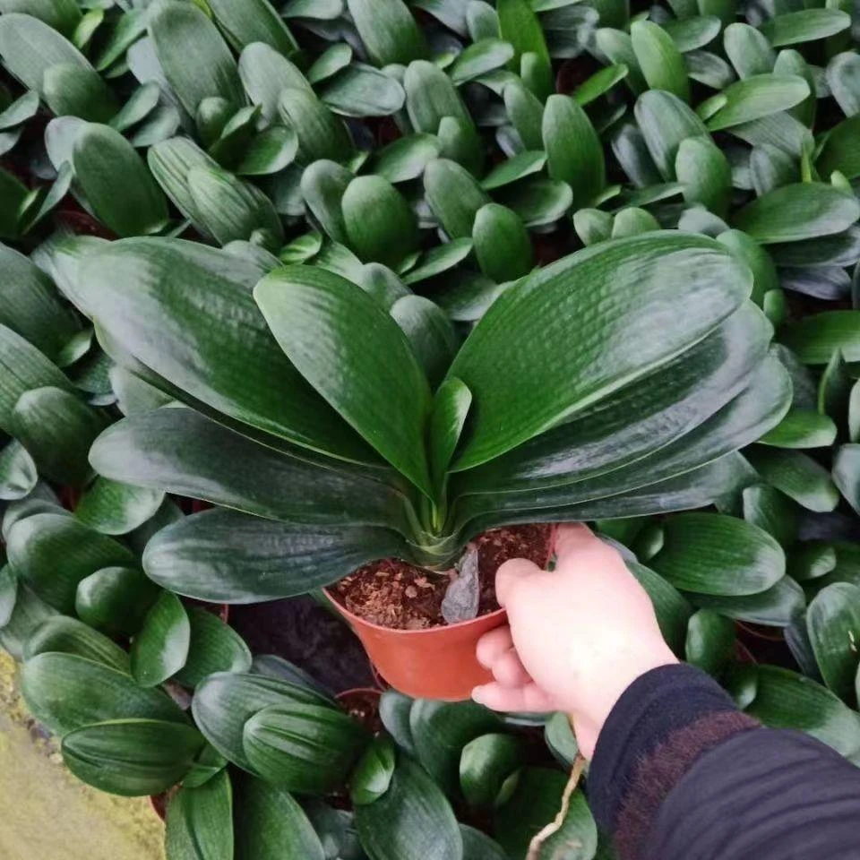 君子兰老苗精品高档绿植盆栽 四季常青易养多肉花卉 好养懒人盆栽