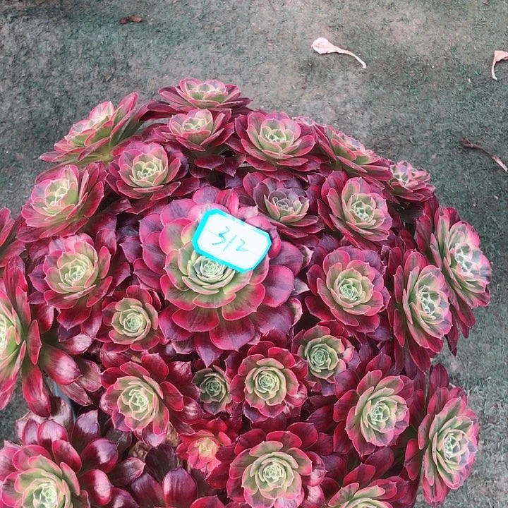 312安娜多肉法师