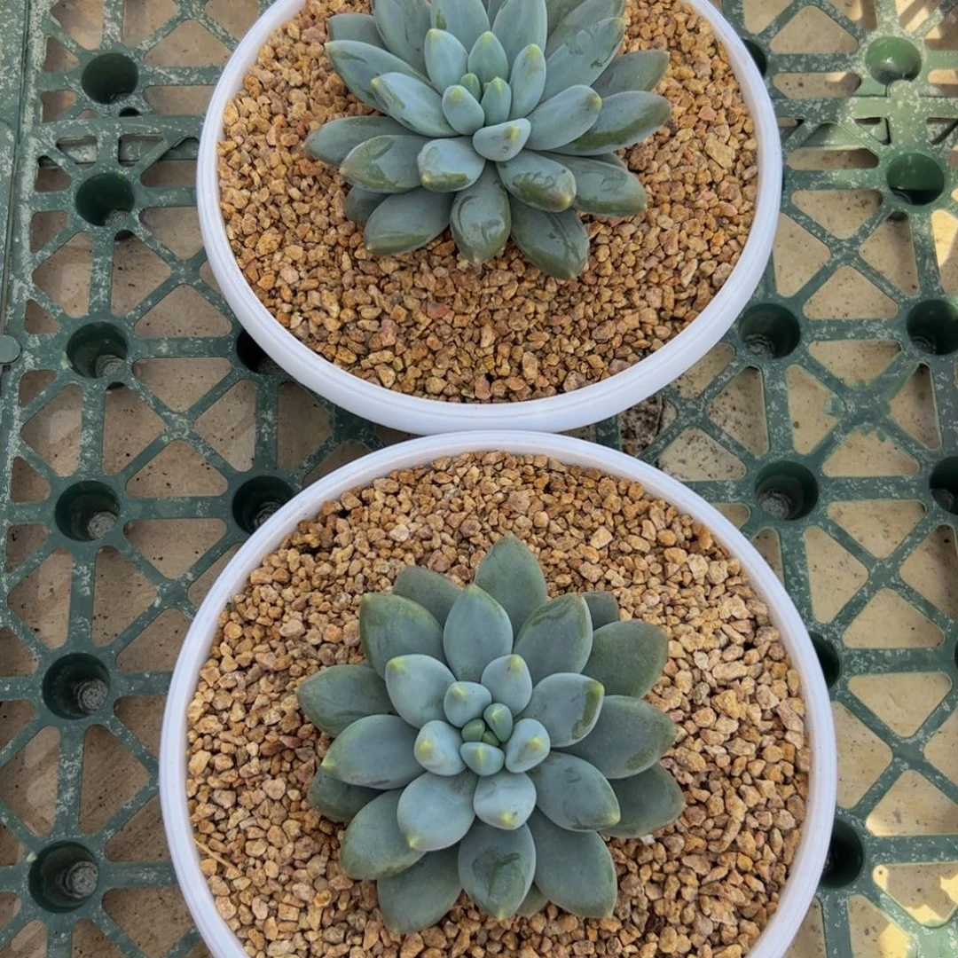 花***笑单头哥特多肉植物