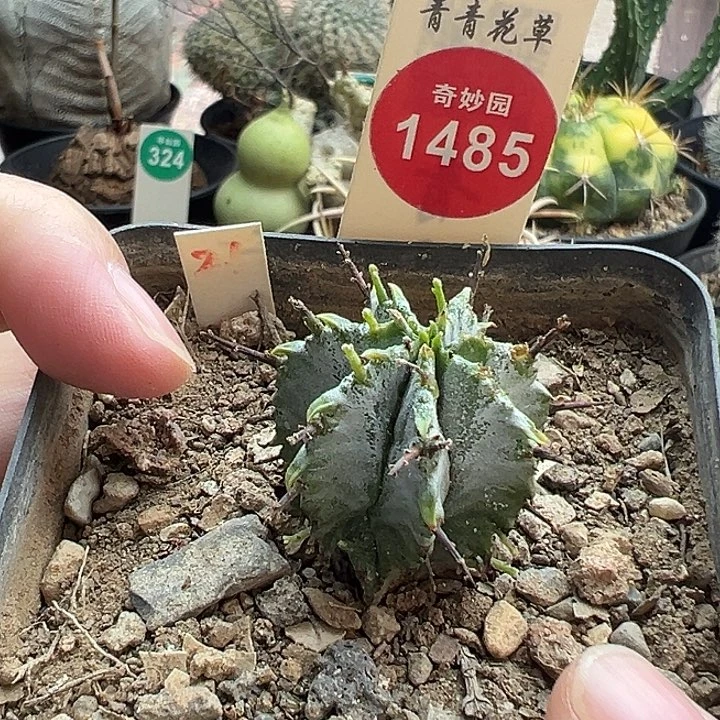 实生白衣魁伟玉一棵仙人球