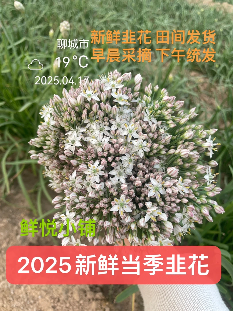 山东韭菜花精品花新鲜采摘万亩产地直发鲜花家用商用批发现摘现发