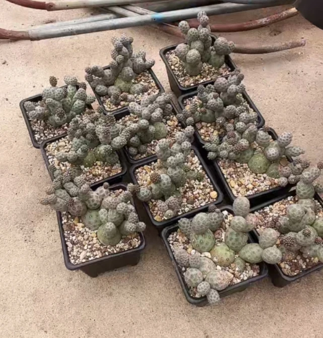 二妹园艺【第二批  群生习志野 】满18包邮仙人球默认脱土随机发货