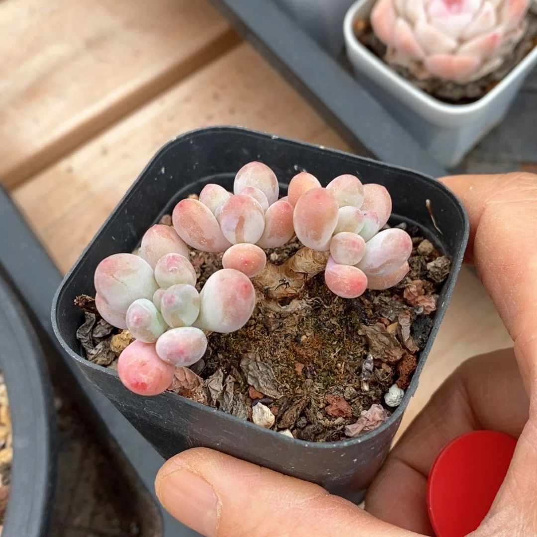 精品多肉一物一拍不包整11