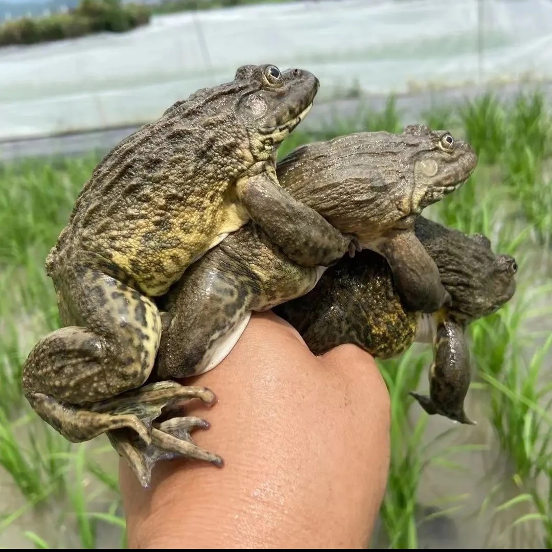 【2斤精品老蛙】正宗稻田野养蛙田鸡现捉鲜发生猛公母都有顺丰包邮