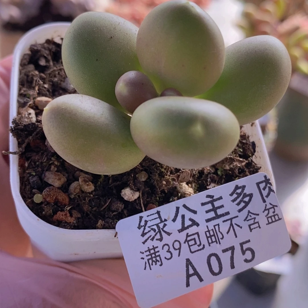 芒果奶单头075多肉植物
