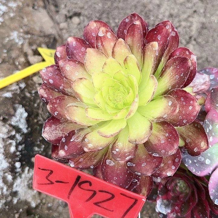 3-1927赤焰掰下来发货