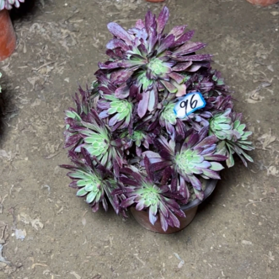 【闪购商品】笑**洲多肉植物黑牡丹96