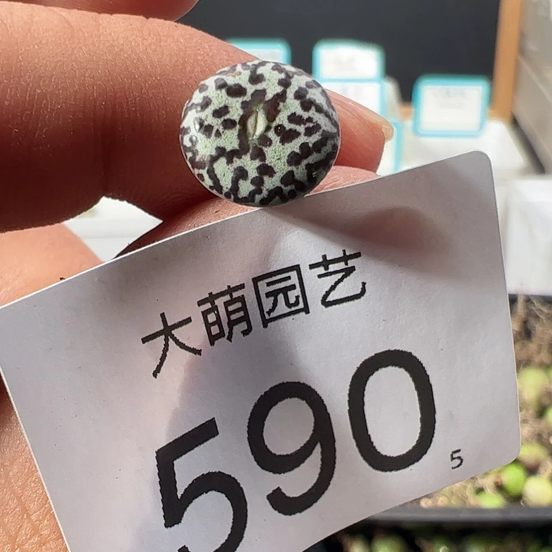 0000590一物一拍优选泡泡安贞