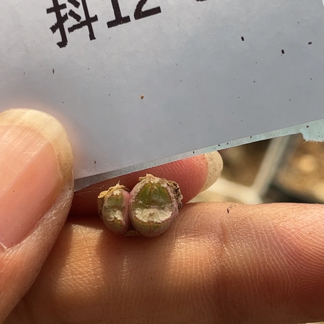 12-98肉锥多肉植物