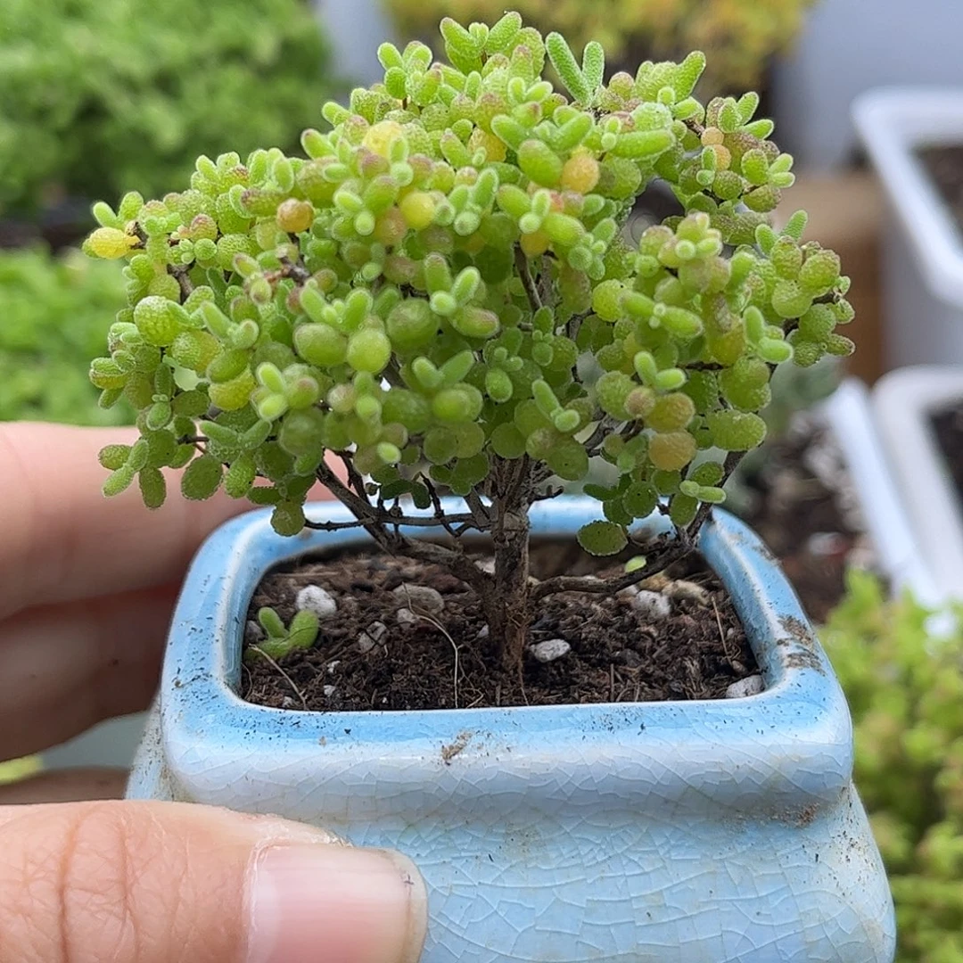 63蜜桔带盆优选枝干番杏