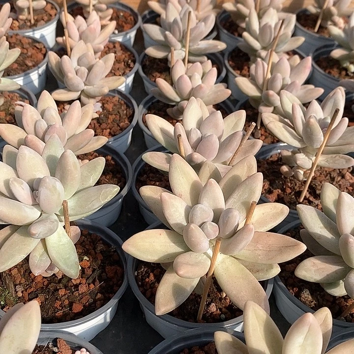 57企鹅单多混发 福利多多