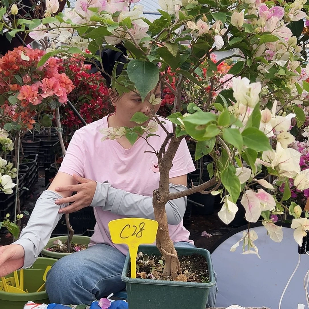 神***大部分花苞少量开放C28漳红樱