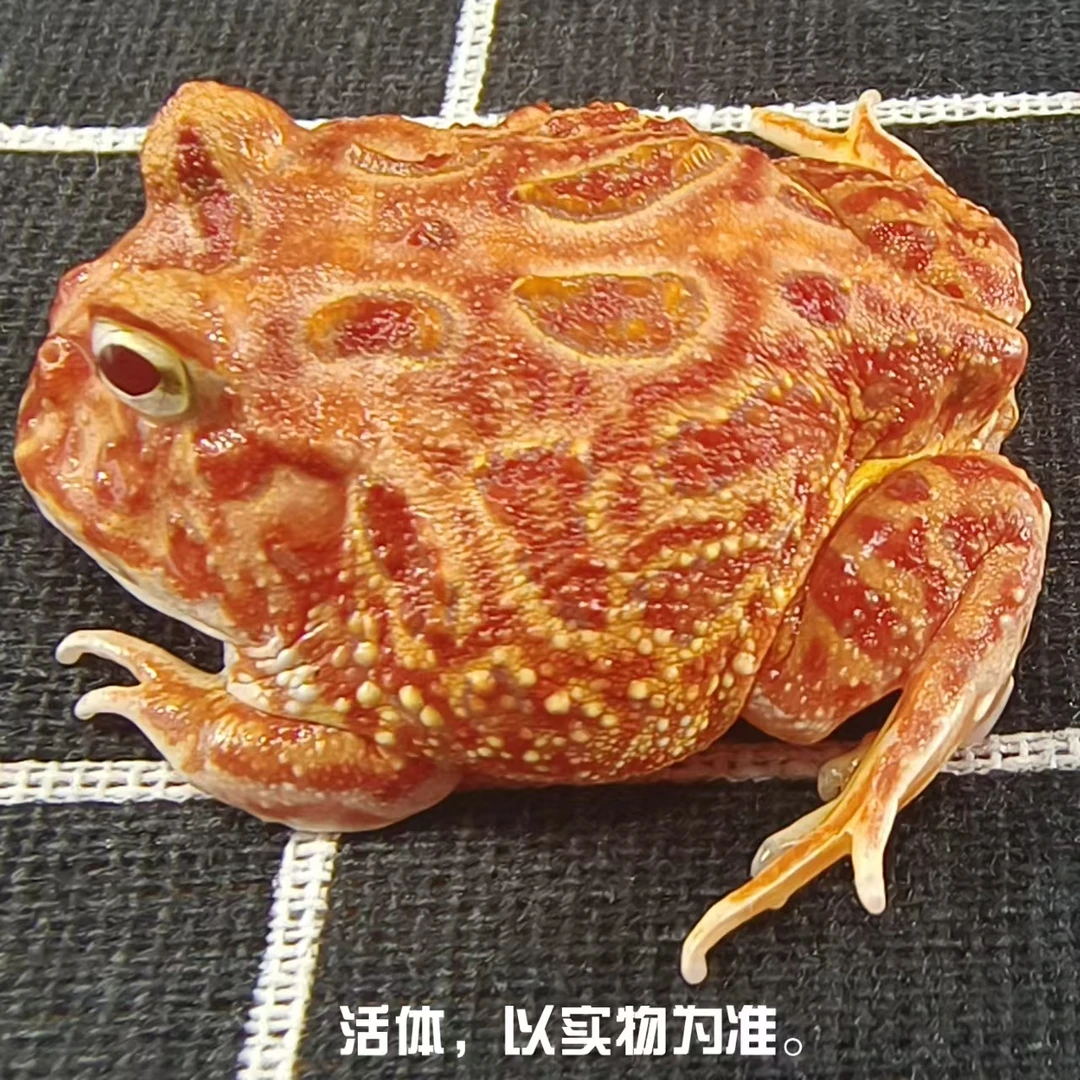 角蛙活物活体小宠物两栖爬宠