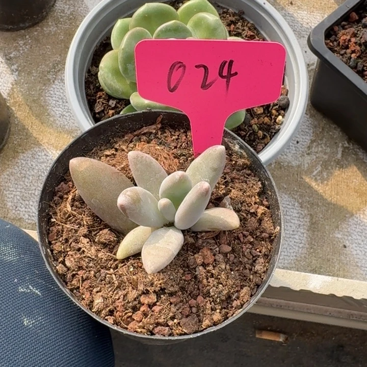 024栗子星球新号福利价