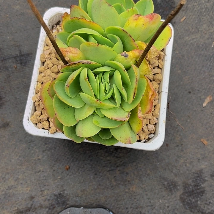 水****多肉植物碧桃缀化