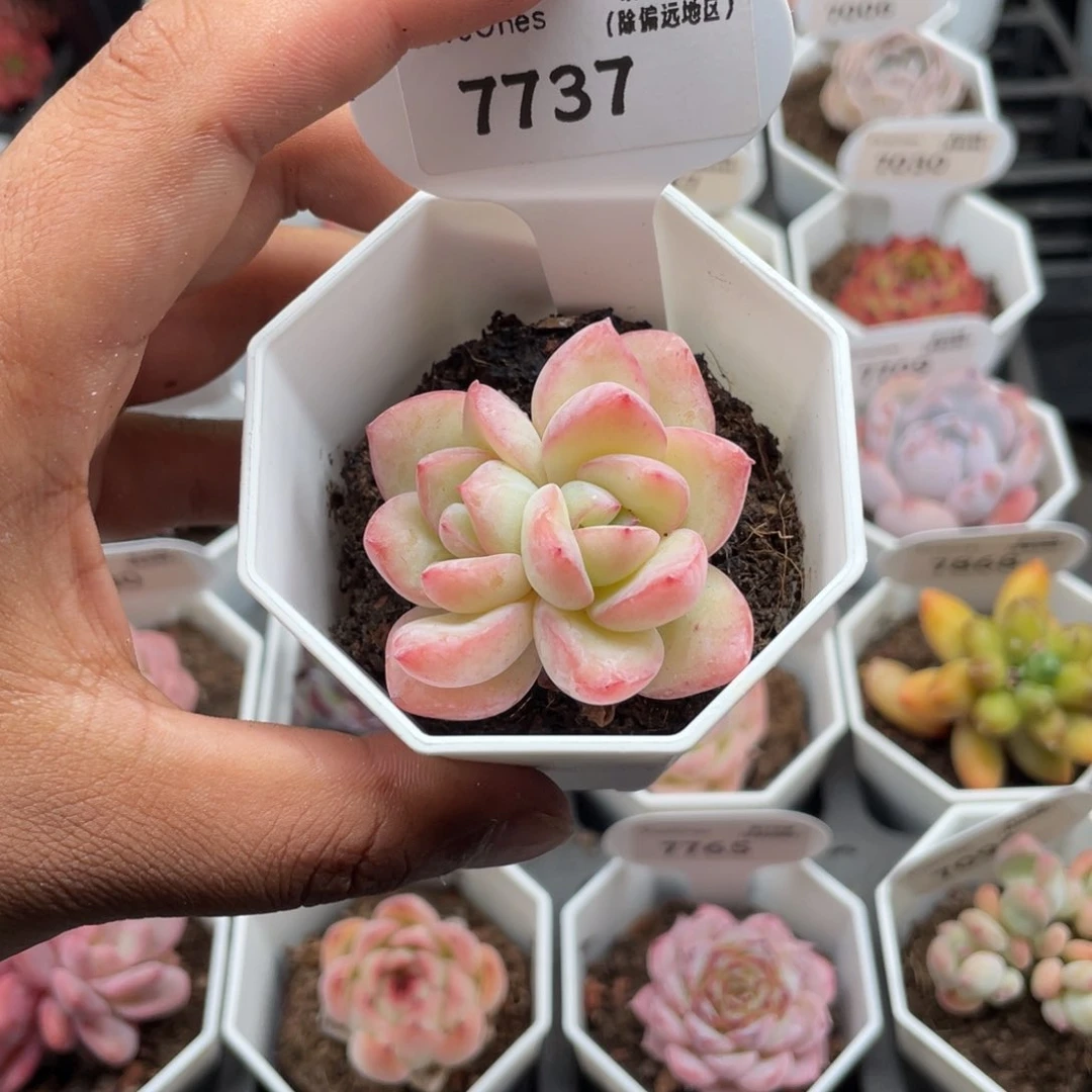 7737奶油泡芙缀5.0厘米