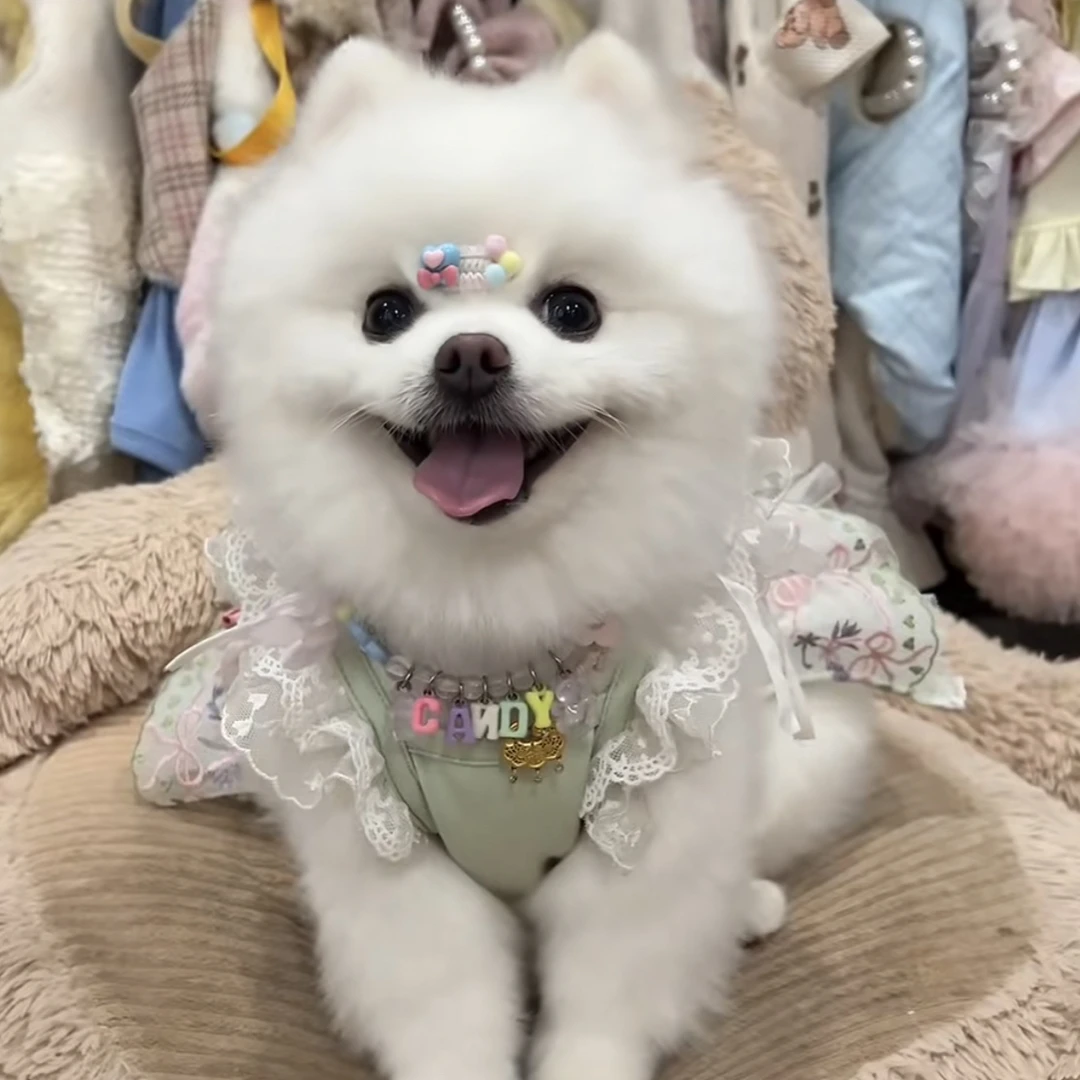 小宝宠物服饰 No退No换