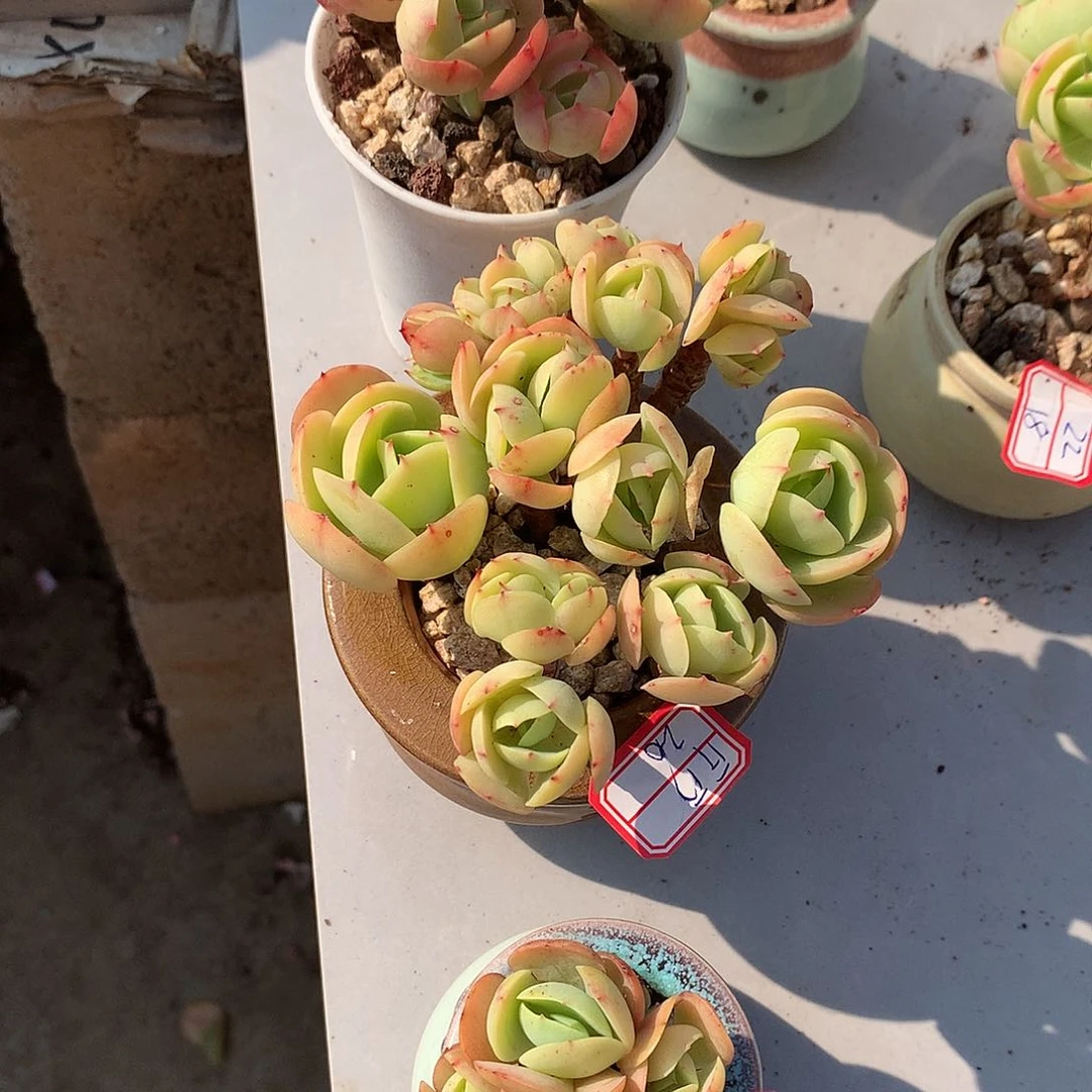 鸡蛋碧桃多肉三颗