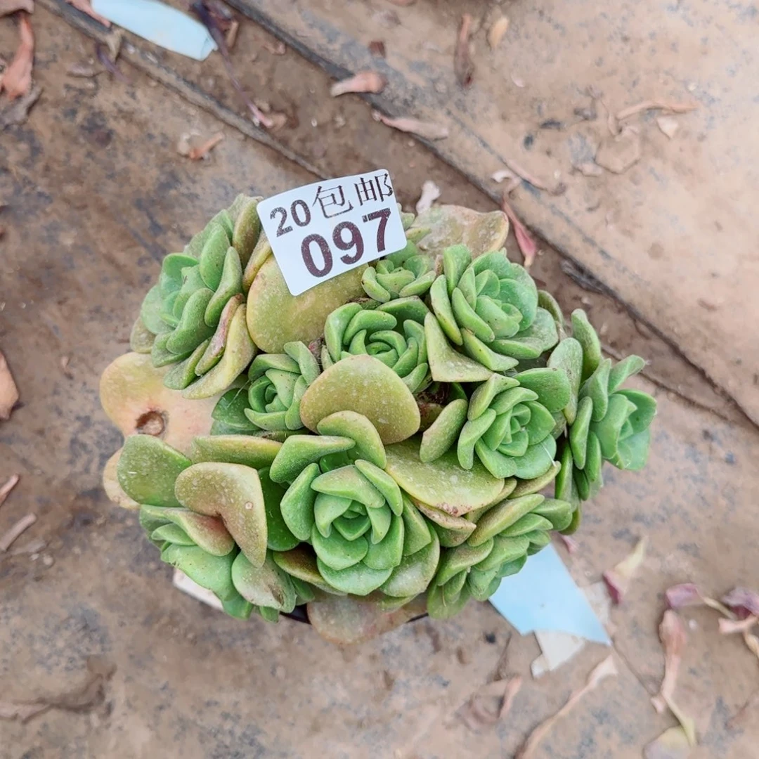 百合丽丽多肉097满20包邮断枝不包