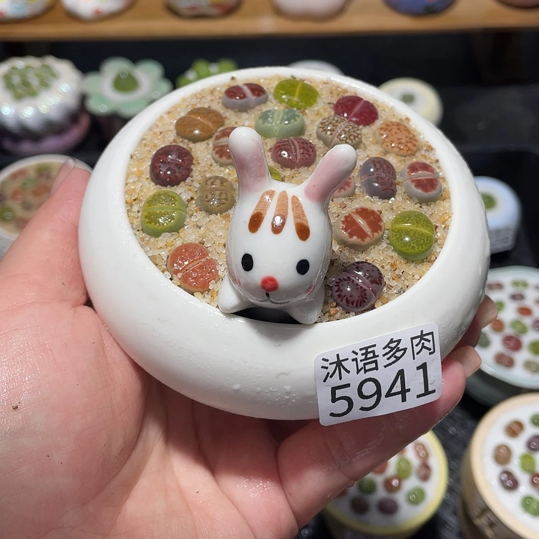 带盆土植物 一物一拍5941