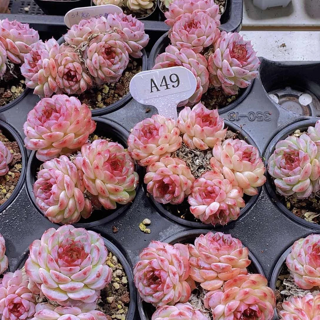 A49-天鹅绒群～不包整