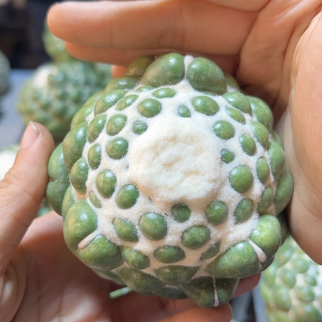 蜘蛛眼无根8公分