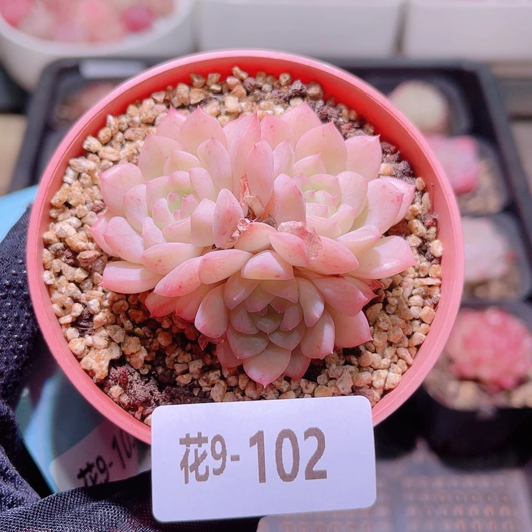 花利美9-102白桃汽水