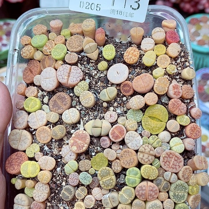 多肉植物生石花5-113