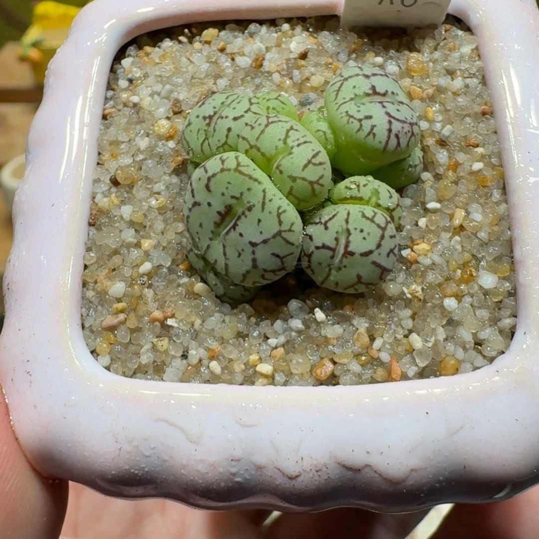 蘑菇1107安贞群多肉植物