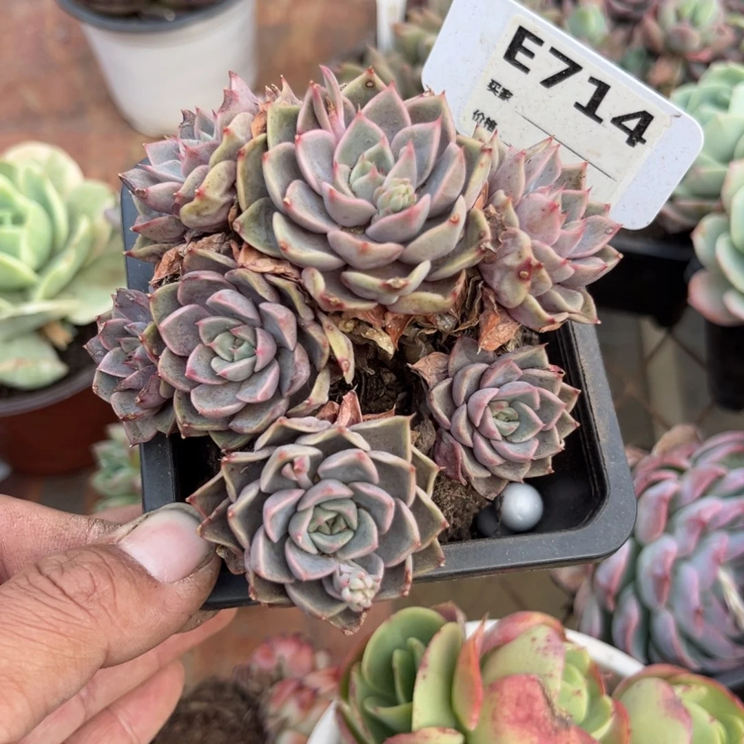 玫瑰夫人多肉714号色