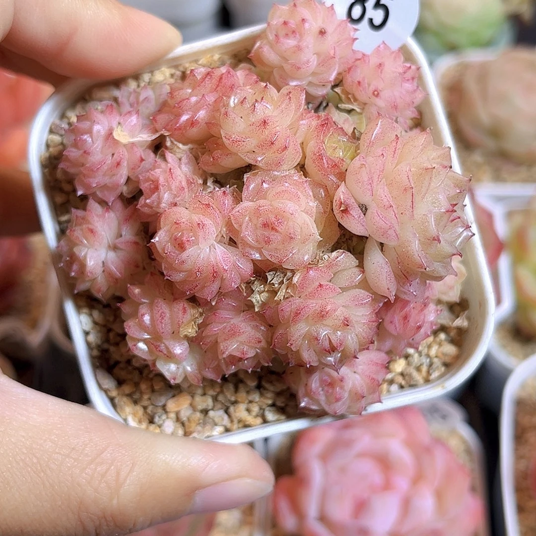 85 星星麦秆  满18包邮