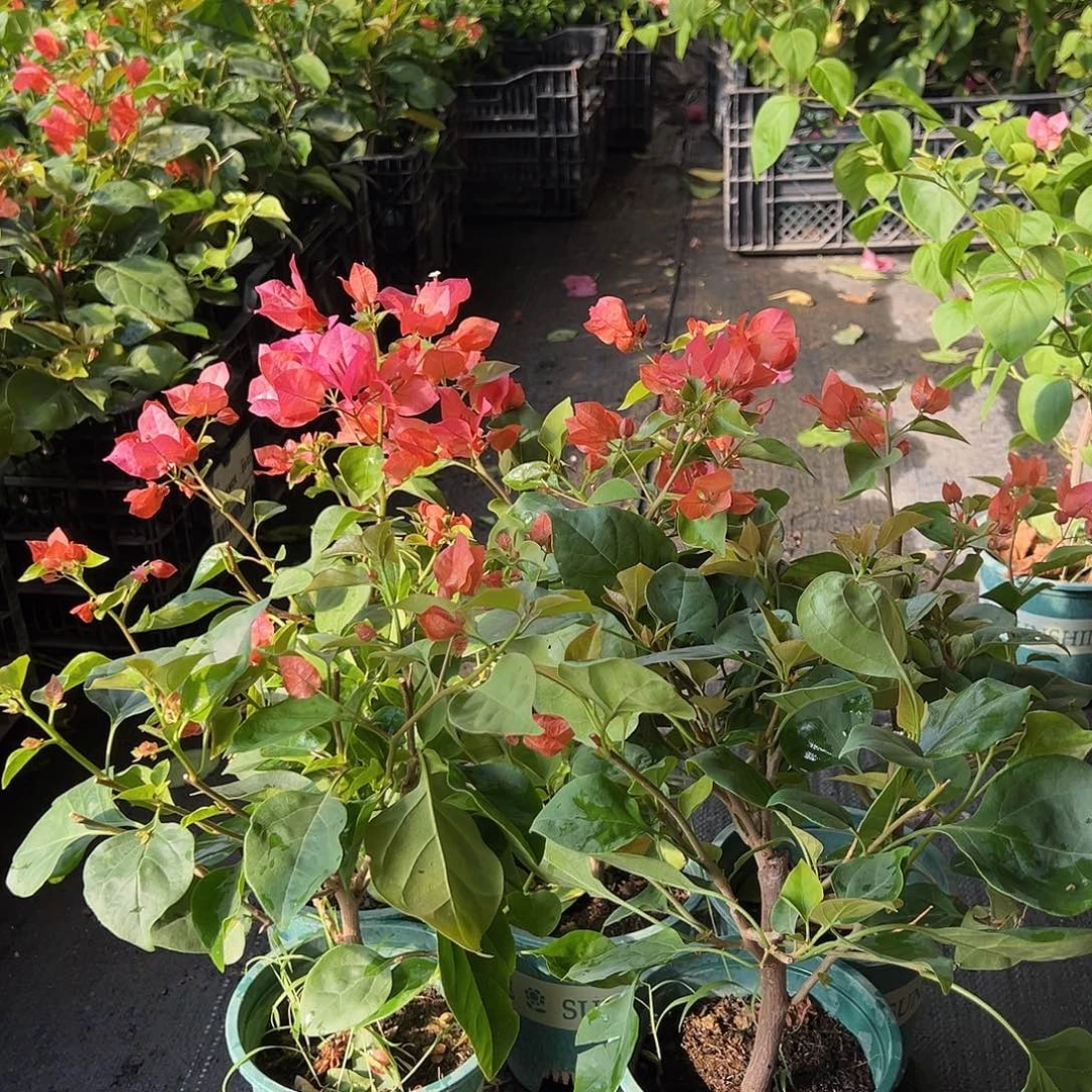 当前无花栽培后可以开花夕阳红掌中宝一颗