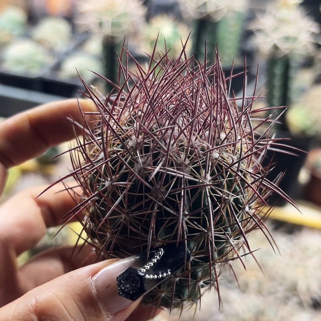 英冠仙人球1111111