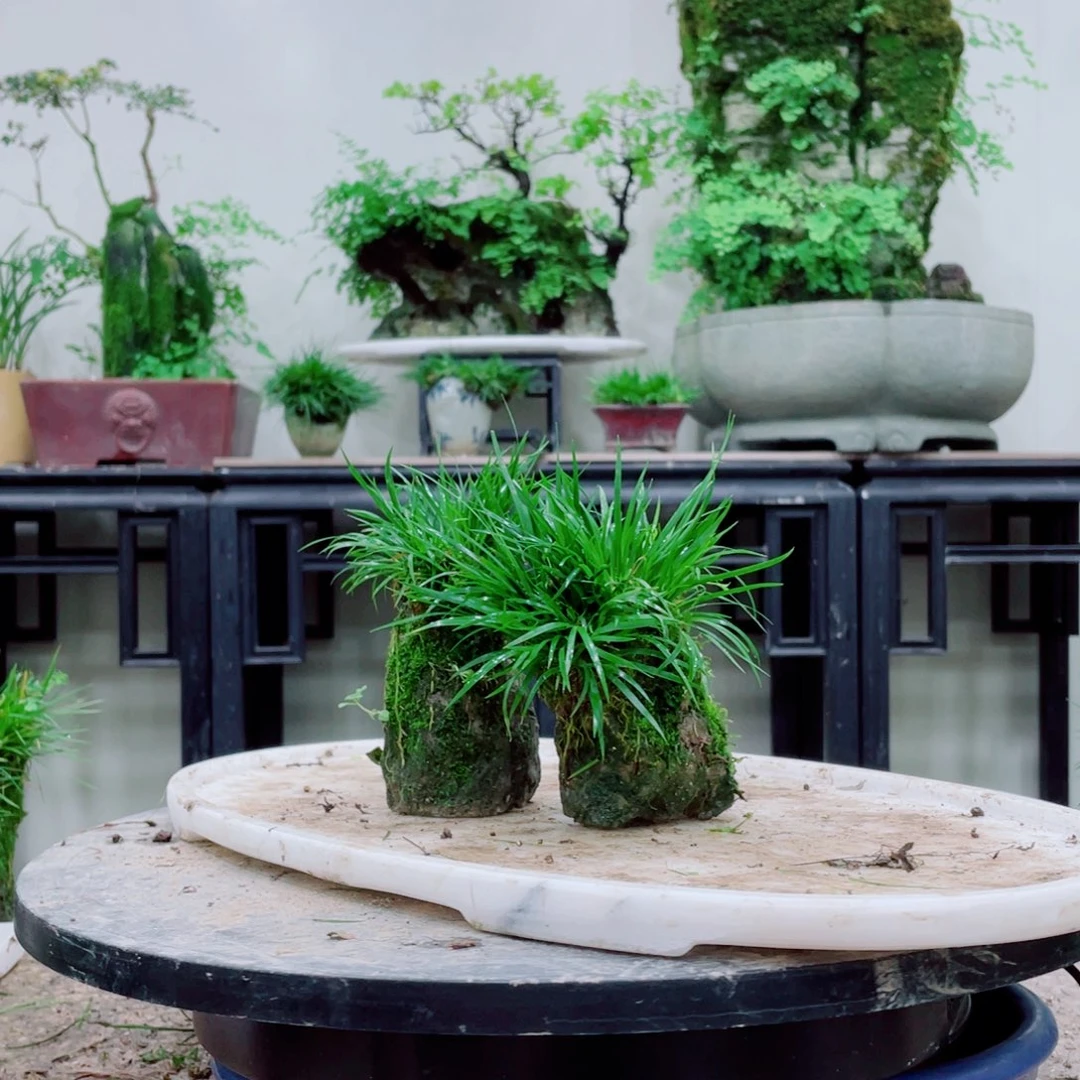 无铅玻璃家*铁线蕨铁线蕨等植物