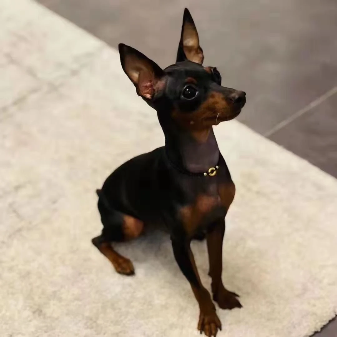 （优佳小鹿犬）幼犬专用链接