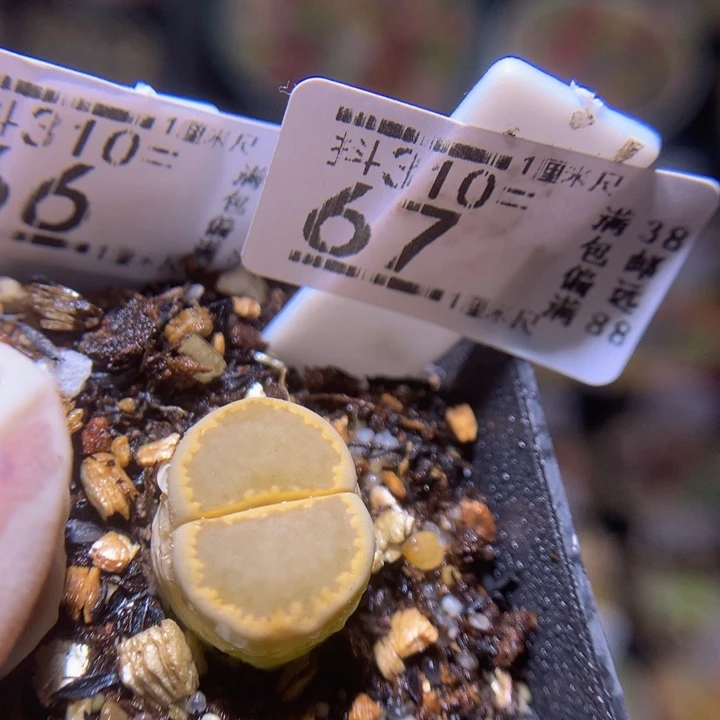 精品生石花多肉310.67