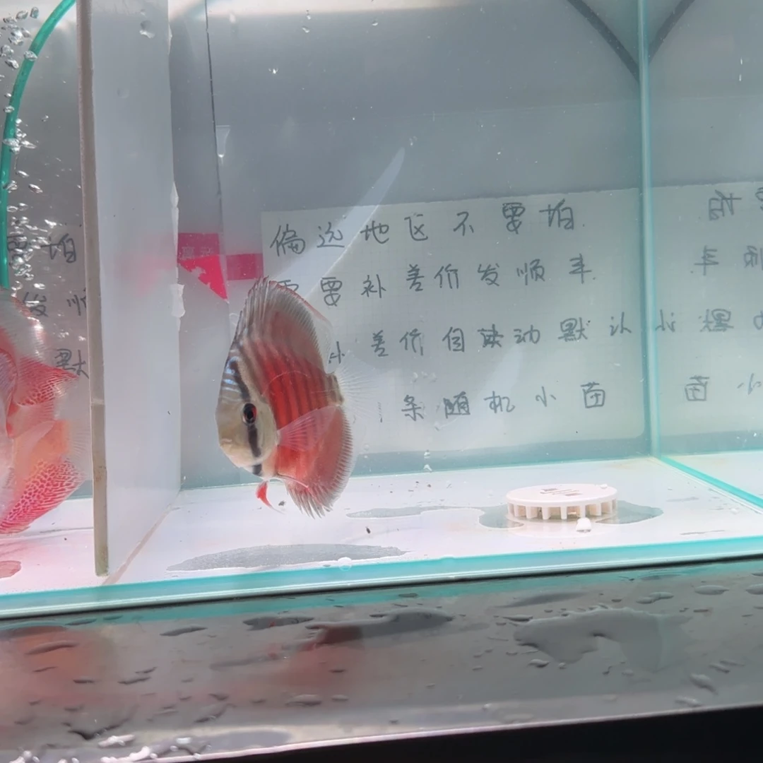 七彩神仙鱼红卡8左右