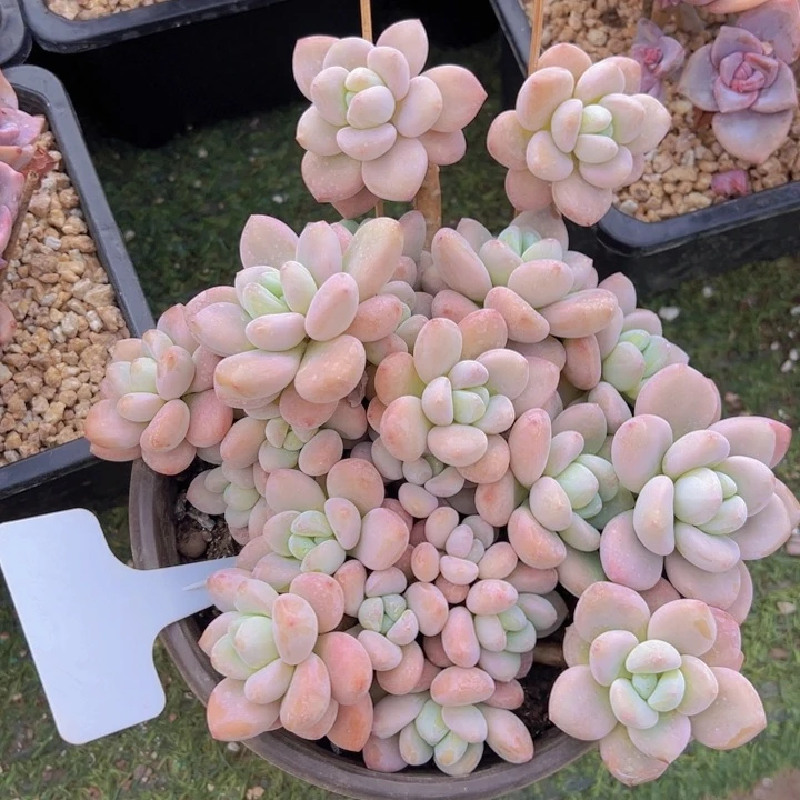 健健康康平平安安