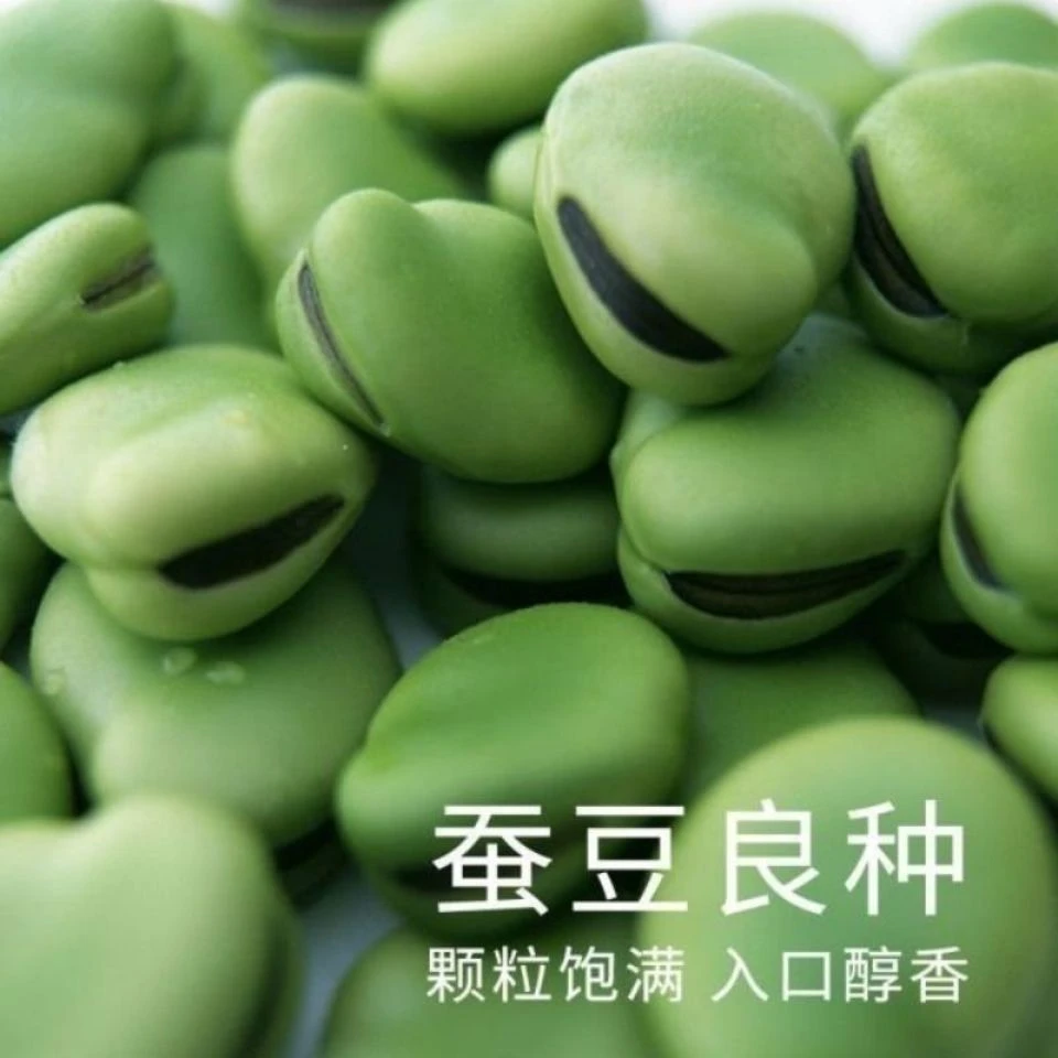 蚕豆种子北斗七星特大高产罗汉豆种籽春秋冬季播种早熟耐寒胡豆籽