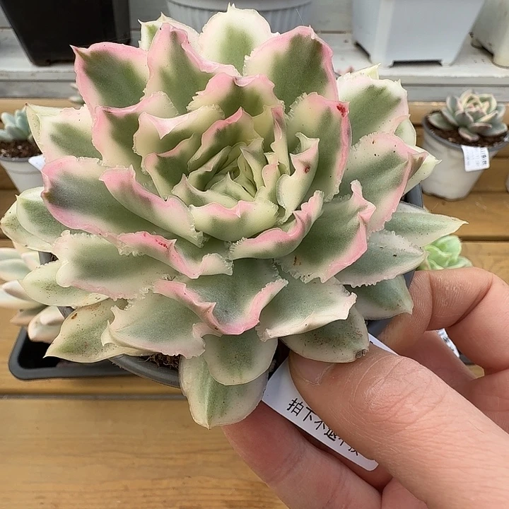 紫蝴蝶锦1111124-230