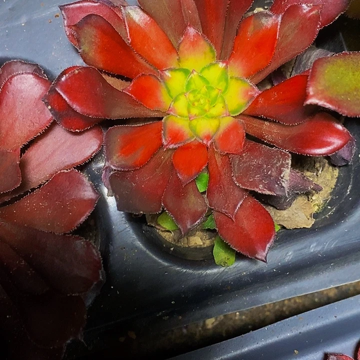 多肉植物保护研究所