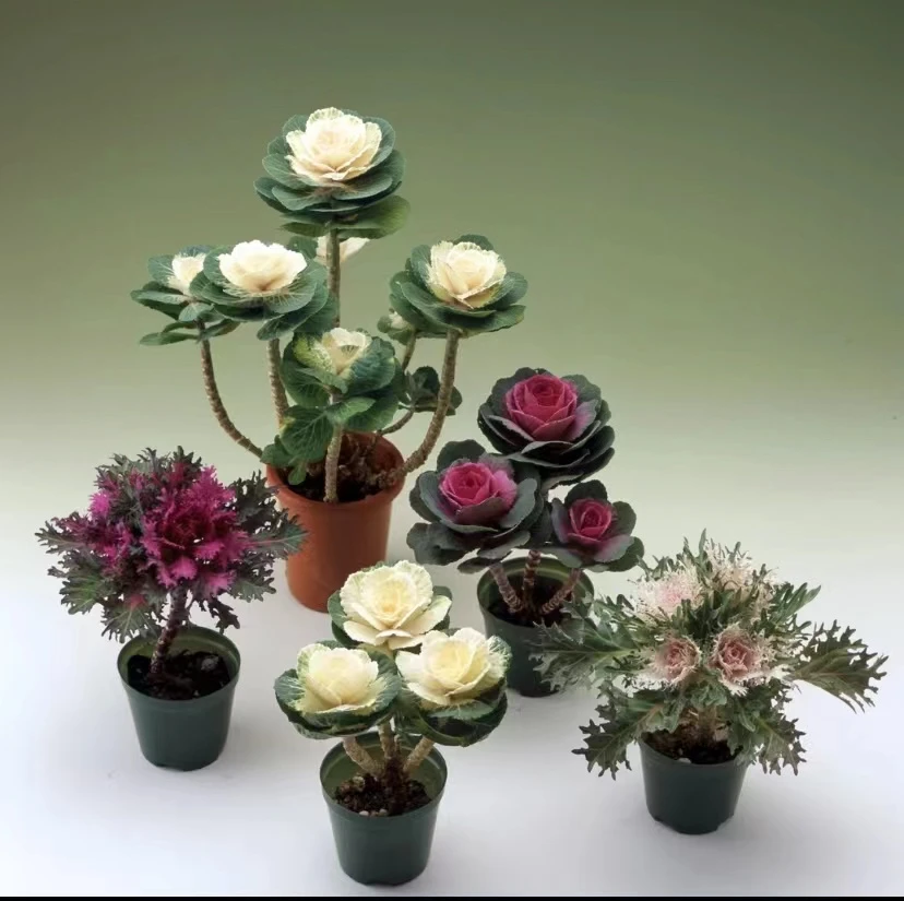 直播间一物一拍链接  盆栽老桩羽衣甘蓝