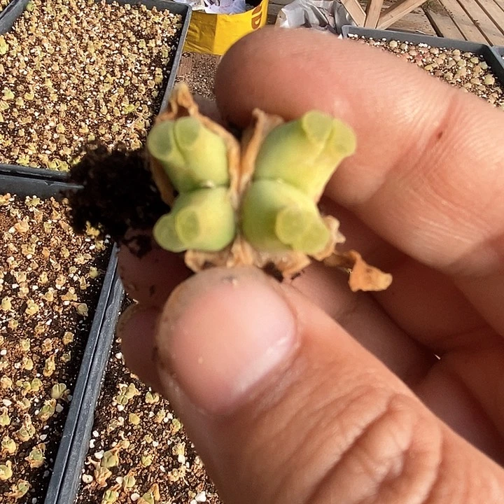 23506四头蜡笔小新