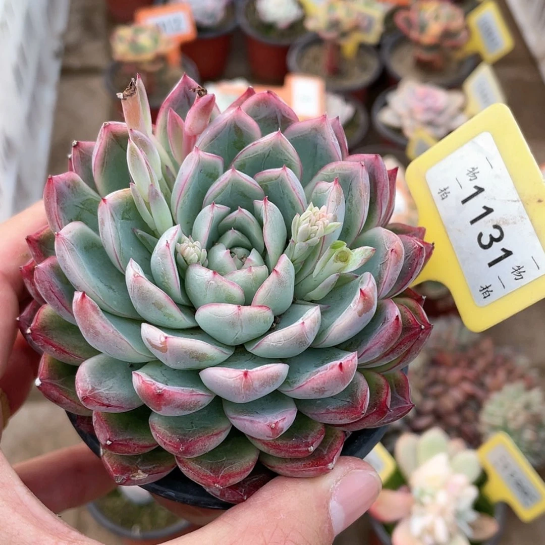 【闪购商品】1131号