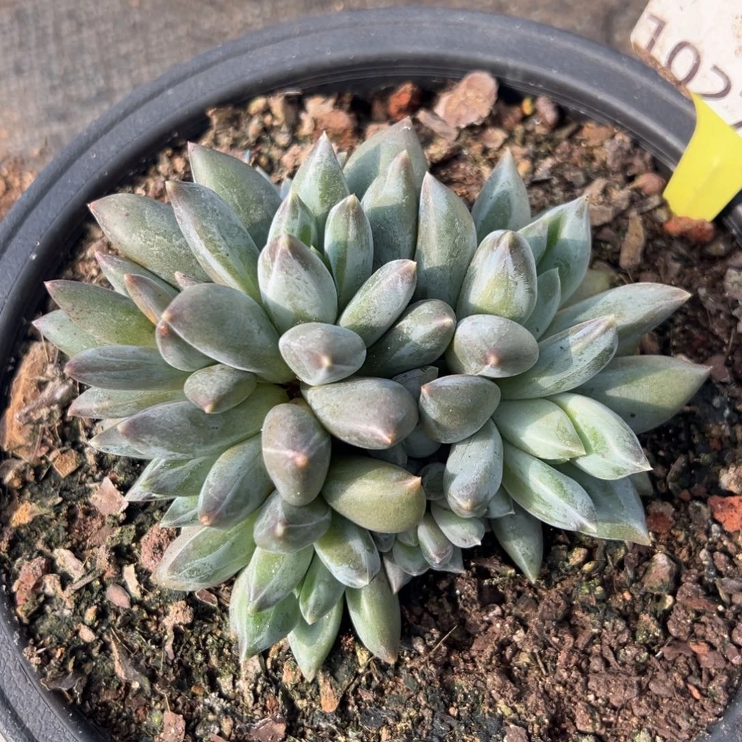 1027073 重楼美人群生10头