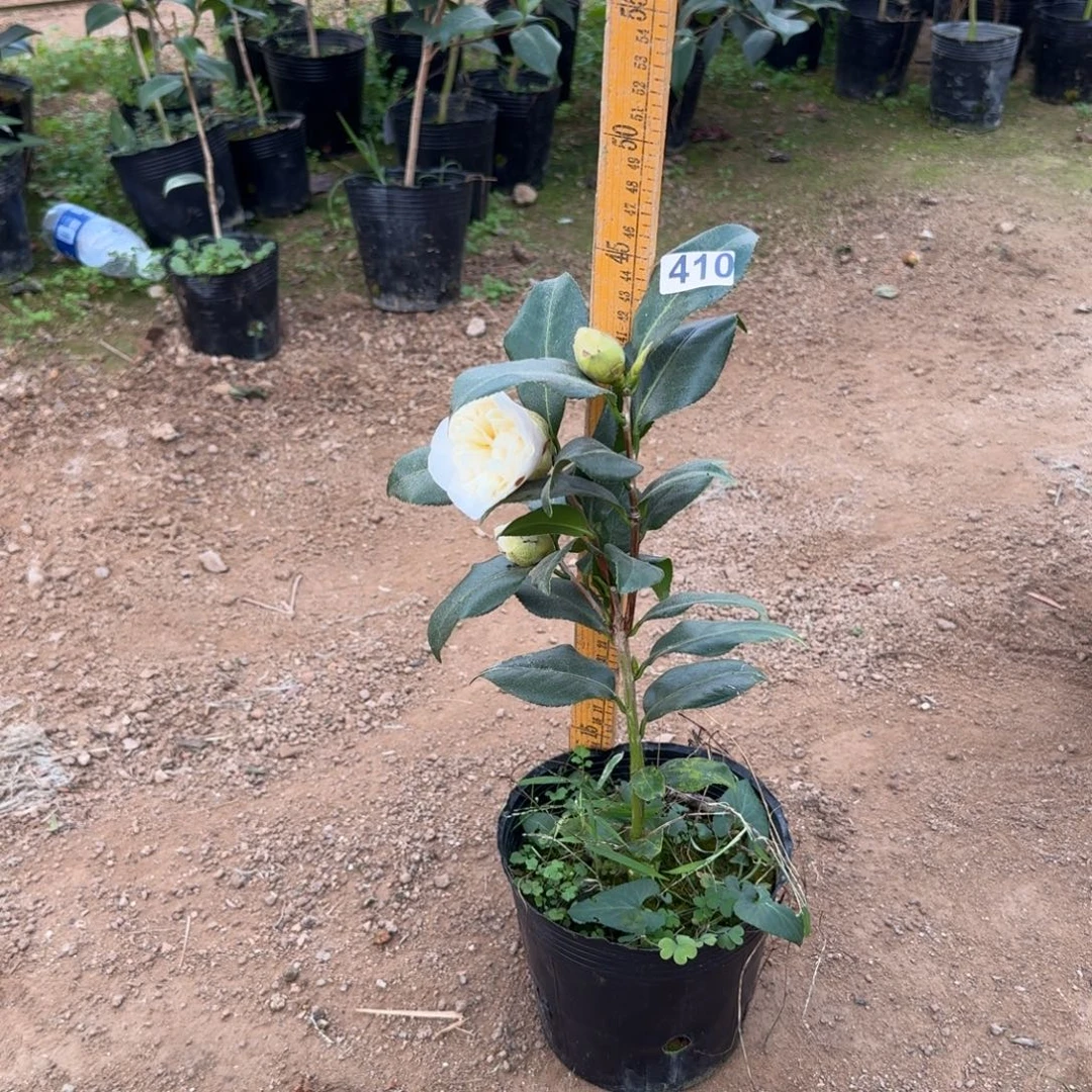 少量花朵（建议范围：2朵-5朵 或40%以下）410黄绣球