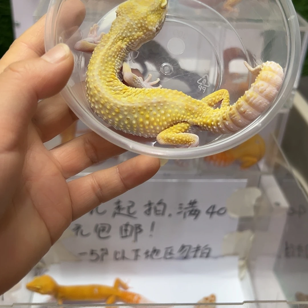 豹纹守宫豹纹守宫